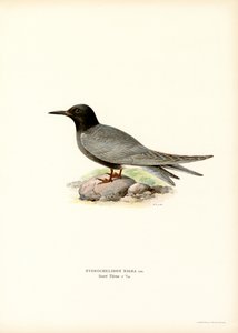 Schwarze Seeschwalbe von Magnus Ferdinand and Wilhelm von Wright