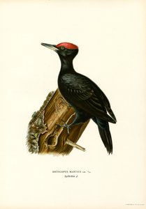 Schwarzspecht von Magnus Ferdinand and Wilhelm von Wright