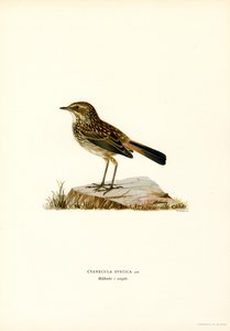 Blauracke