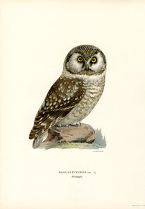 Rauhfußkauz