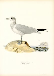 Sturmmöwe