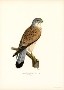 Turmfalke von Magnus Ferdinand and Wilhelm von Wright