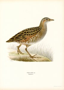 Wachtelkönig von Magnus Ferdinand and Wilhelm von Wright