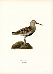 Alpenstrandläufer von Magnus Ferdinand and Wilhelm von Wright
