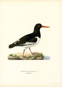 Austernfischer von Magnus Ferdinand and Wilhelm von Wright
