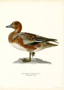 Pfeifente von Magnus Ferdinand and Wilhelm von Wright