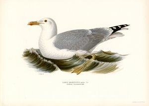 Europäische Silbermöwe (Farblithographie)