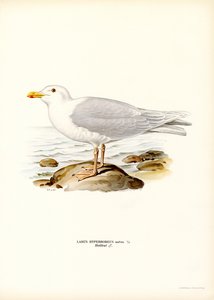 Eismöwe (Farblithographie) von Magnus Ferdinand and Wilhelm von Wright