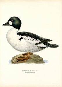Schellente von Magnus Ferdinand and Wilhelm von Wright