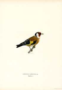 Stieglitz (Farblithographie) von Magnus Ferdinand and Wilhelm von Wright