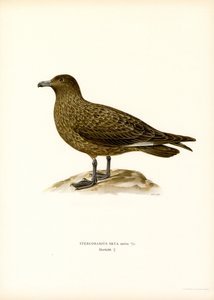 Skua von Magnus Ferdinand and Wilhelm von Wright