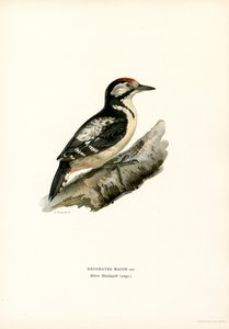 Buntspecht von Magnus Ferdinand and Wilhelm von Wright