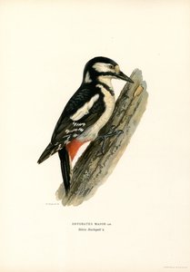 Buntspecht von Magnus Ferdinand and Wilhelm von Wright