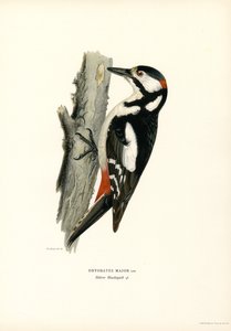 Buntspecht von Magnus Ferdinand and Wilhelm von Wright
