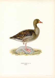 Graugans von Magnus Ferdinand and Wilhelm von Wright