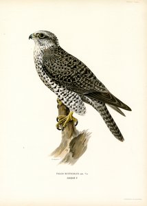 Gerfalke