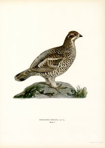 Haselhuhn