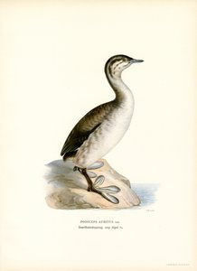 Ohrentaucher von Magnus Ferdinand and Wilhelm von Wright