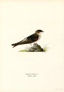 Mehlschwalbe von Magnus Ferdinand and Wilhelm von Wright