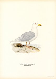 Eismöwe von Magnus Ferdinand and Wilhelm von Wright
