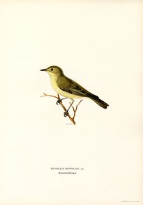 Gelbspötter (Farblithographie) von Magnus Ferdinand and Wilhelm von Wright