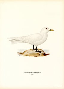 Elfenbeinmöwe von Magnus Ferdinand and Wilhelm von Wright