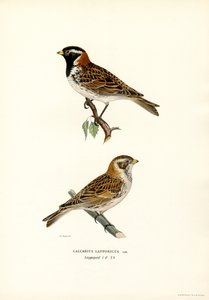 Spornammer von Magnus Ferdinand and Wilhelm von Wright