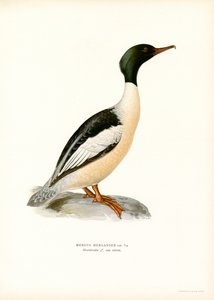 Gänsesäger von Magnus Ferdinand and Wilhelm von Wright