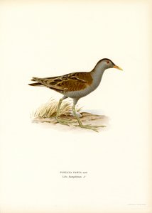 Kleines Sumpfhuhn von Magnus Ferdinand and Wilhelm von Wright