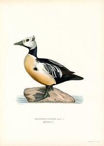Zwergsäger