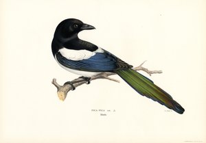 Elster (Farblithographie)