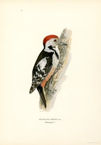 Mittelspecht von Magnus Ferdinand and Wilhelm von Wright