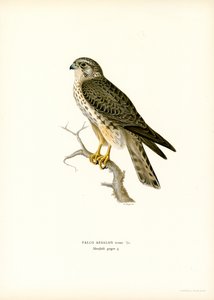 Merlin von Magnus Ferdinand and Wilhelm von Wright