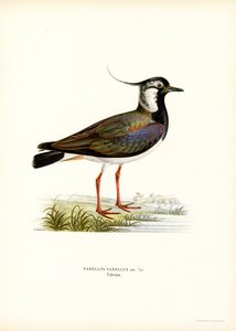 Kiebitz von Magnus Ferdinand and Wilhelm von Wright