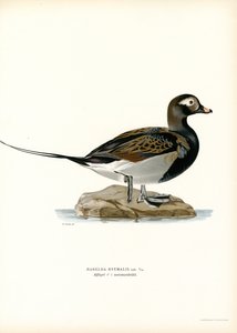 Eisente von Magnus Ferdinand and Wilhelm von Wright