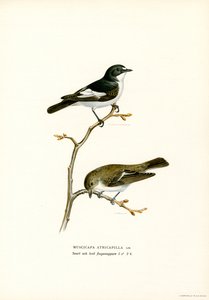 Trauerschnäpper von Magnus Ferdinand and Wilhelm von Wright