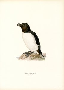 Tordalk von Magnus Ferdinand and Wilhelm von Wright