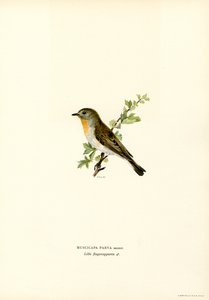 Zwergschnäpper von Magnus Ferdinand and Wilhelm von Wright