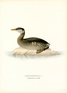Rothalstaucher