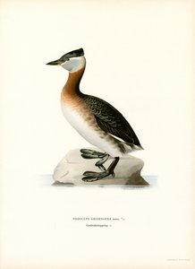 Rothalstaucher von Magnus Ferdinand and Wilhelm von Wright