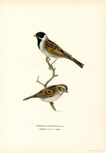 Rohrammer von Magnus Ferdinand and Wilhelm von Wright
