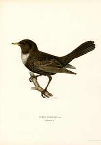 Ringdrossel von Magnus Ferdinand and Wilhelm von Wright