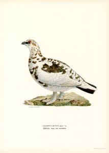 Alpenschneehuhn von Magnus Ferdinand and Wilhelm von Wright