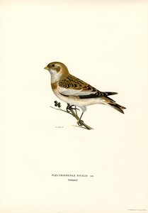 Schneeammer (Farblithographie) von Magnus Ferdinand and Wilhelm von Wright
