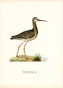 Dunkler Wasserläufer