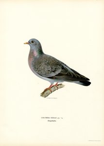 Hohltaube von Magnus Ferdinand and Wilhelm von Wright