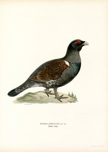 Auerhuhn