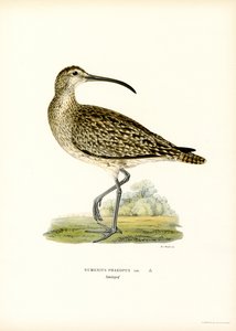 Regenbrachvogel