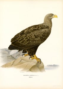 Seeadler von Magnus Ferdinand and Wilhelm von Wright