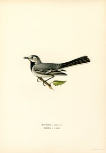 Bachstelze von Magnus Ferdinand and Wilhelm von Wright
